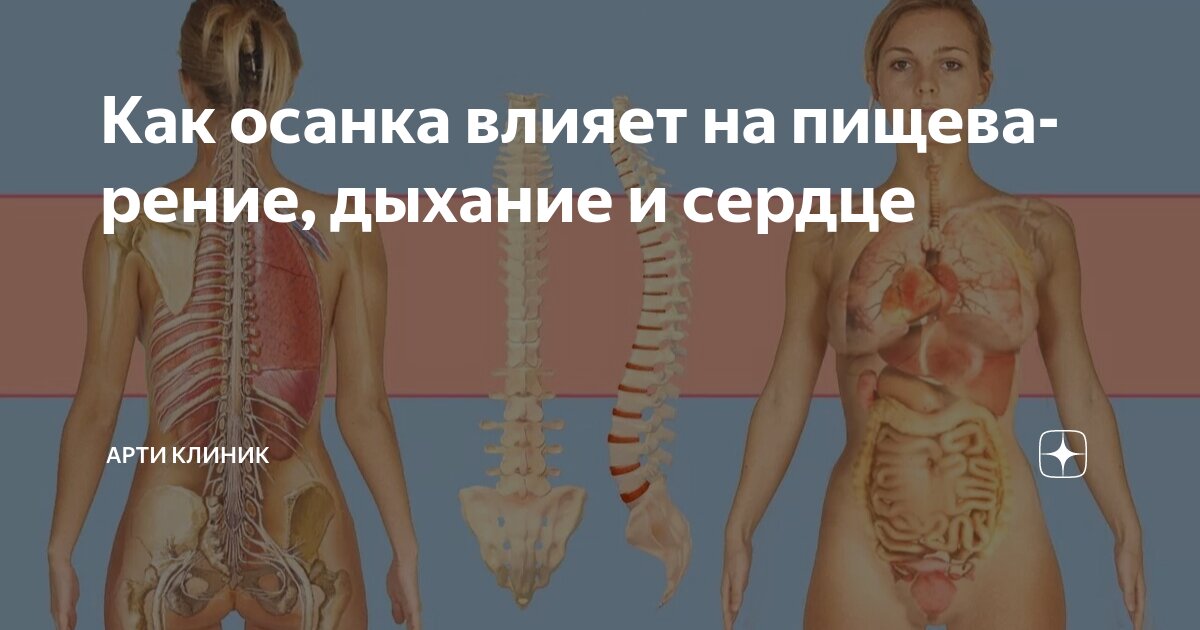Как осанка влияет на пищеварение, дыхание и сердце
