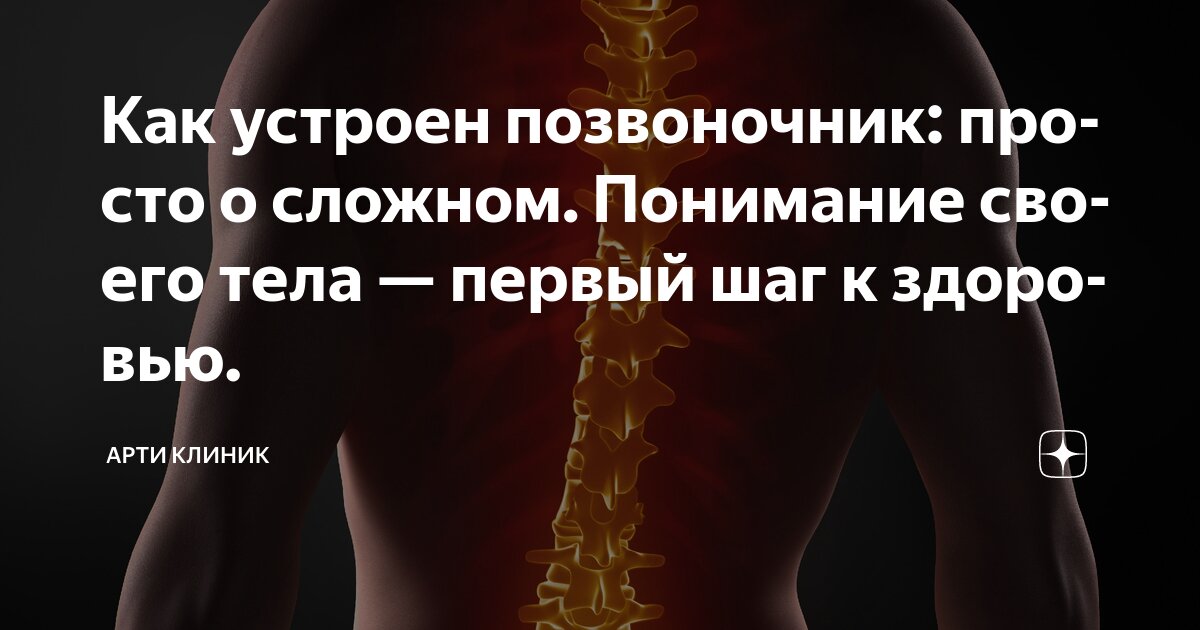 Как устроен позвоночник: просто о сложном. Понимание своего тела — первый шаг к здоровью.